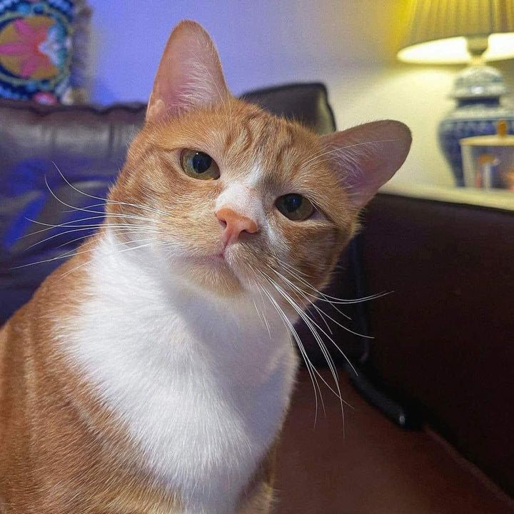 การันตี เผ่า Cyborg V4 T10 7 หมัด ดาบคู่ 